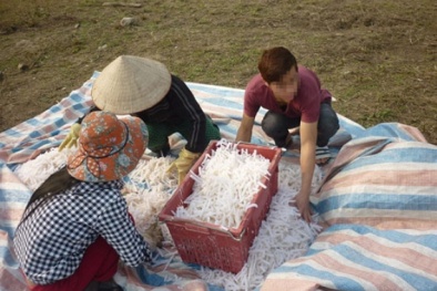 Nông thôn là mảnh đất màu mỡ để tiêu thụ mứt bẩn