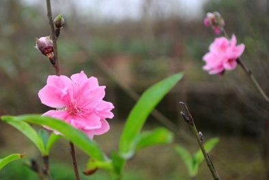 Bán đào Nhật Tân dịp tết: Vắng khách nhưng kỳ vọng 'được mùa'