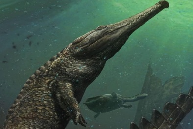 Tìm thấy 'quái vật' cá sấu sống dưới biển lớn nhất từ trước tới nay