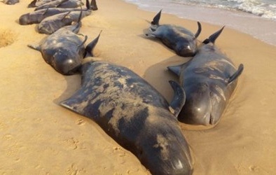 Hơn 100 cá voi mắc cạn, chết như ngả rạ