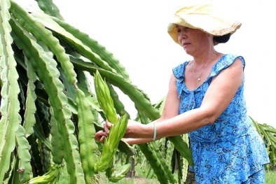 Thương lái Trung Quốc thu mua bông thanh long để làm gì?