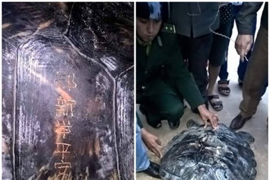 Con rùa biển cực hiếm khắc ký tự lạ trên mai đã được thả về biển