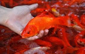 Cách thả cá chép cho đúng ý nghĩa tâm linh trong ngày cúng ông Công, ông Táo 