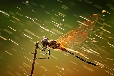 Dự báo thời tiết ngày 15/01/2016: Bắc Bộ có mưa nhỏ rải rác 