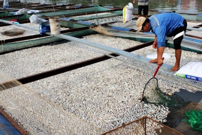 Phó Thủ tướng Hoàng Trung Hải yêu cầu báo cáo vụ 200 tấn cá chết tại Đồng Nai