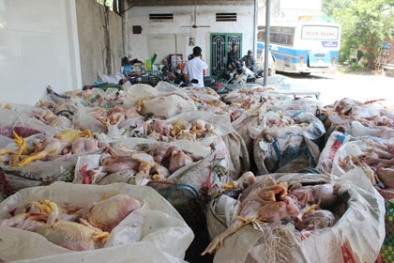 200 con gà làm sẵn bốc mùi trên xe khách