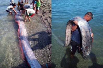 ‘Quái vật biển’ dài 4m trôi dạt vào bờ biển Philippines