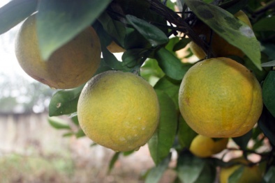 Gần Tết, cam Xã Đoài đắt như vàng vẫn cháy hàng