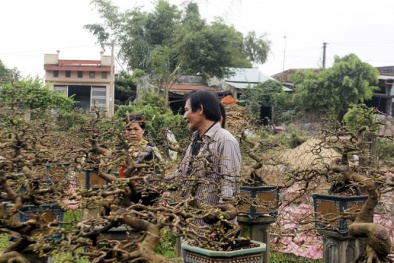 Bí quyết làm giàu: Kiếm tiền tỉ từ những gốc mai bỏ đi