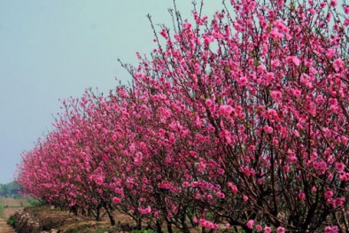 Cách chọn đào, quất hợp phong thủy đón Tết