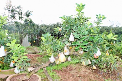 Chiêm ngưỡng cây ngũ quả thế ‘độc’ được dân sành chơi săn đón