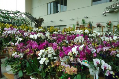 Ngắm ‘suối hoa’ rực rỡ trên phố Hoàng Hoa Thám đón Tết