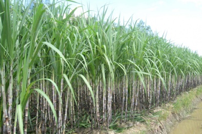 Đưa thiết bị máy móc vào ngành mía đường để tăng năng suất