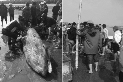 Cá voi 'khủng' dạt vào bờ biển Nam Định có bị làm thịt?