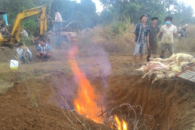 Lại phát hiện lò mổ heo thối ở Đồng Nai