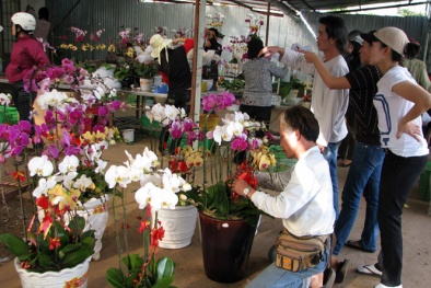 Nóng - lạnh thị trường hoa Tết