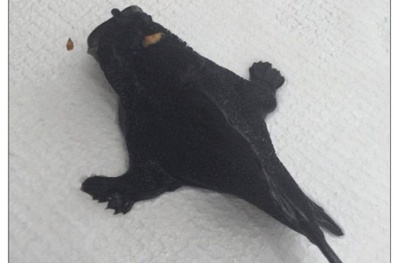 Bắt được cá 'ngoài hành tinh'