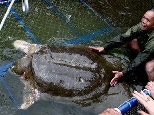 Cụ Rùa hồ Gươm chết: Nhìn lại chiến dịch giải cứu năm 2011