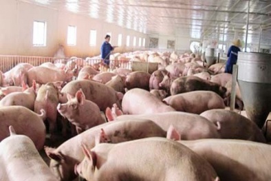 Người nuôi heo thay đổi phương thức sử dụng chất cấm tinh vi hơn