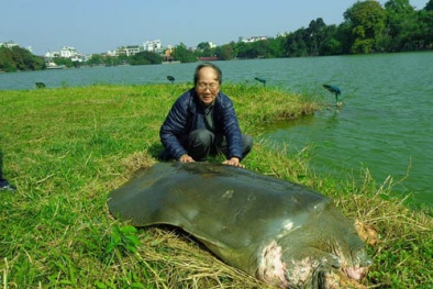 PGS Hà Đình Đức: Rùa Hồ Gươm mất là quy luật tự nhiên