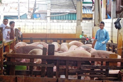 Phát hiện gần 900 con heo tại lò giết mổ sử dụng chất tạo nạc ở TP.HCM