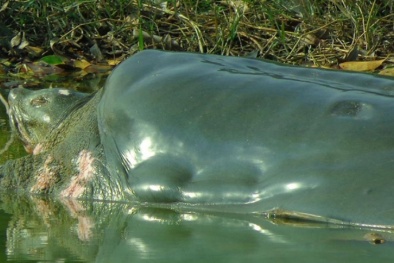 Rùa Hồ Gươm qua đời: Không nên suy diễn đó là một 'điềm'