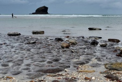 Dấu vết rừng già 6.000 năm tuổi lộ thiên sau trận bão tại Anh