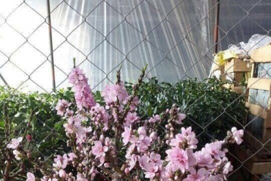 Chán đào Nhật Tân, mua đào Trung Quốc chơi Tết