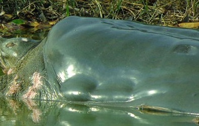 Chuyên gia tiêu bản tiết lộ cách xử lý xác rùa Hồ Gươm