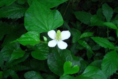 Dự báo thời tiết ngày mai 22/01/2016: Bắc Bộ tiếp tục có mưa, trời rét đậm  