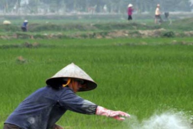 Dùng xi măng bón cho lúa: Tại sao người nông dân làm vậy?