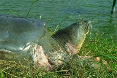 Rùa hồ Hoàn Kiếm vừa chết chưa phải là đã hết?