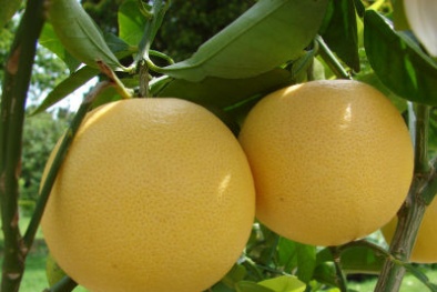 Cách chọn bưởi diễn ‘xịn’ chuẩn nhất 