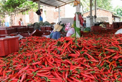 Ớt chín đỏ đồng, người dân 'khóc thét' trên mạng cầu cứu