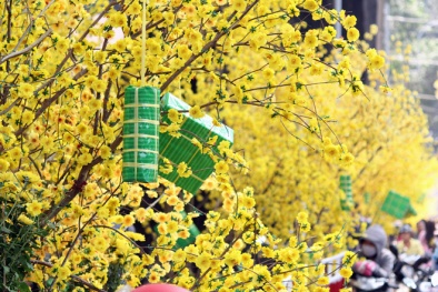 Địa điểm chụp ảnh Tết Âm lịch ‘vàng rực’ sắc cúc màu mai