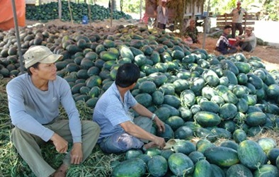 Dưa hấu Tết 1.000 đồng/kg bán đổ đống ven đường 