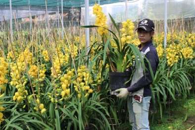 Hơn 1 triệu đồng/cành địa lan Đà Lạt chơi Tết