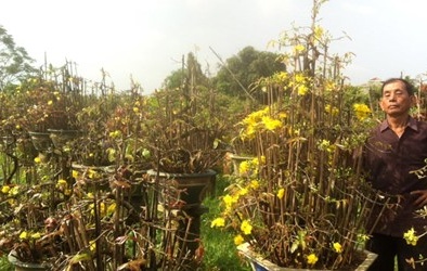 Mai nở sớm, nhà vườn lo mất Tết