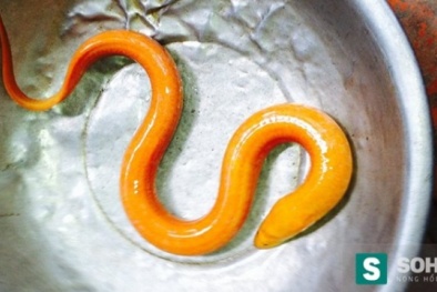 Vĩnh Long: Kinh ngạc phát hiện con lươn màu vàng óng kì lạ