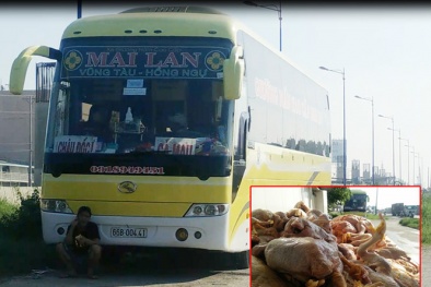 Coi thường pháp luật, xe khách Mai Lan 6 lần chở hơn 2 tấn thịt thối 