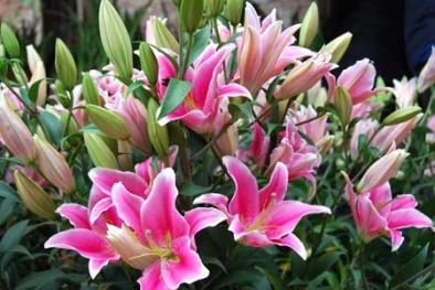 Mẹo giữ hoa ly tươi lâu, nở đẹp ngày Tết