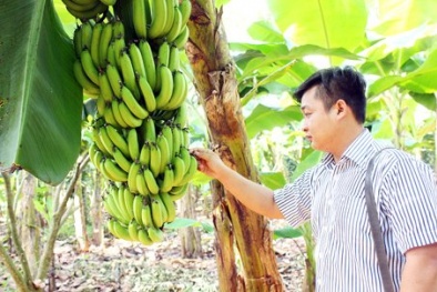Cử nhân bỏ việc về quê làm nông dân: Giàu lên từ... đất