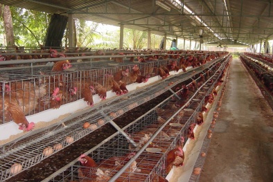  Hưng Yên áp dụng VietGAP trong chăn nuôi cho năng suất chất lượng cao