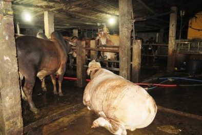 Xử phạt cơ sở bơm nước vào bò trước khi giết mổ