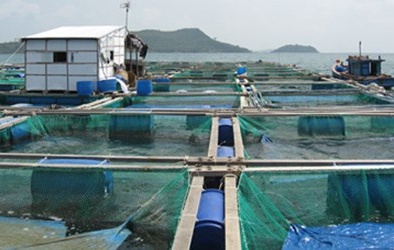 Thương lái Trung Quốc thao túng cá nuôi