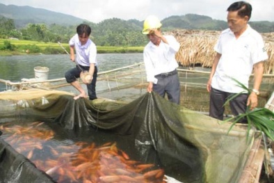 Ứng dụng nuôi cá điêu hồng trong lồng cho năng suất cao ở Thái Nguyên