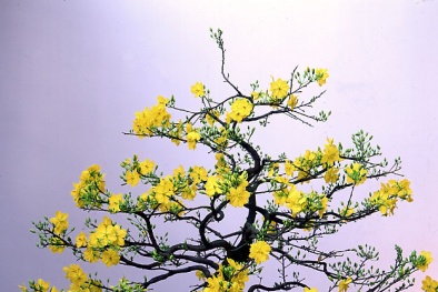 Bí quyết chăm sóc cây mai dễ dàng sau Tết