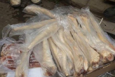 Hàng loạt vụ vận chuyển đuôi bò thối đang phân hủy từ Bắc vào Nam