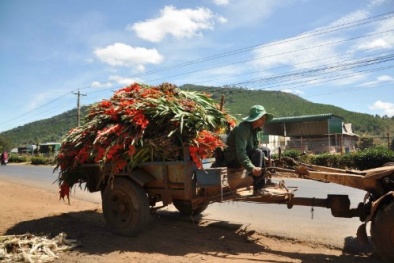 Lâm Đồng: Người dân nhổ hoa lay ơn cho bò ăn