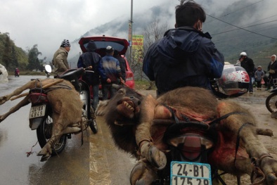 'Nhói lòng' cảnh thiệt hại kỷ lục do giá rét lịch sử ở các tỉnh phía Bắc